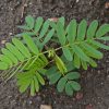 Partridge Pea (Chamaecrista fasciculata)