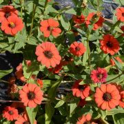 Peruvian Zinnia (Zinnia peruviana)