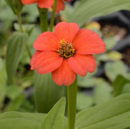 Peruvian Zinnia (Zinnia peruviana)