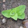 Petunia, Wild (Petunia violacea)