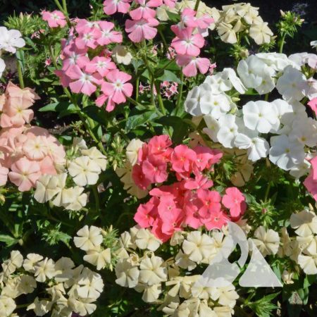 Phlox Pastel Shades Mix (Phlox drummondii)