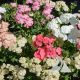 Phlox Pastel Shades Mix (Phlox drummondii)