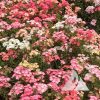 Phlox Pastel Shades Mix (Phlox drummondii)