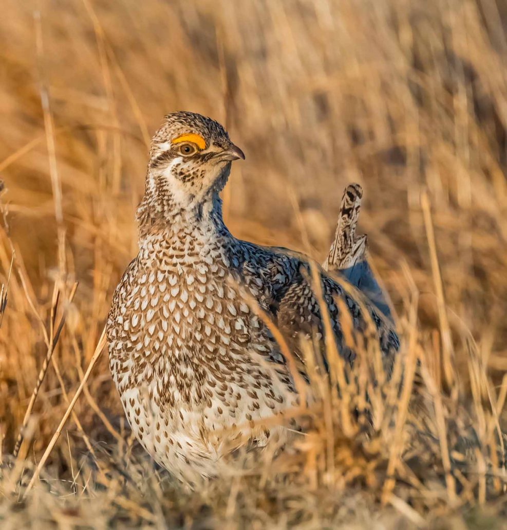 Sharp-tailed Grouse, Tympanuchus phasianellus, male dancing on a lek in the mixed grass prairie in Nebraska National Forest within the Nebraska Sandhi