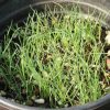 Junegrass, Prairie (Koeleria macrantha)