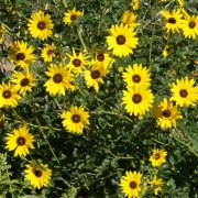 Prairie Sunflower (Helianthus petiolaris)