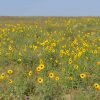 Prairie Sunflower (Helianthus petiolaris)