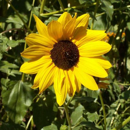 Prairie Sunflower (Helianthus petiolaris)