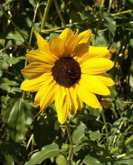 Prairie Sunflower (Helianthus petiolaris)