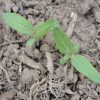 Prairie Sunflower (Helianthus petiolaris)