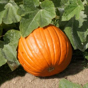 Pumpkin Crop