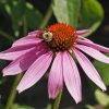 Purple Coneflower (Echinacea purpurea)