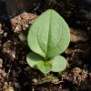 Coneflower, Purple (Echinacea purpurea)