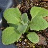 Purple Rockcress (Aubrieta deltoidea)