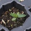 Rattlesnake Master (Eryngium yuccifolium)