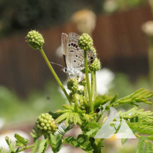 Reakirt's Blue Butterfly Laying Eggs on an Illinois Bundleflower