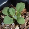 Rockcress (Arabis alpina)