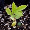 Roundheaded Bush Clover (Lespedeza capitata)