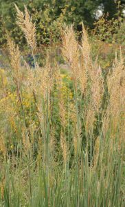 Indiangrass in a field
