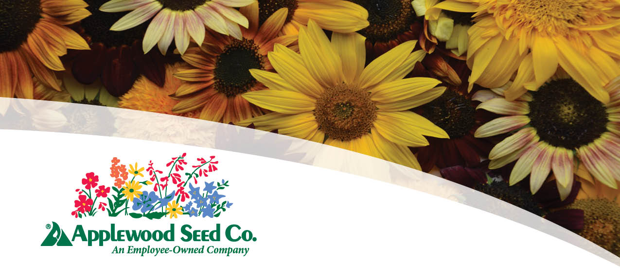 Cluster of sunflowers of varying shades