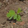 Senna, Wild (Senna hebecarpa)