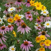 Shade Seed Mix