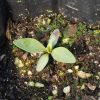 Shell-Leaf Penstemon (Penstemon grandiflorus)