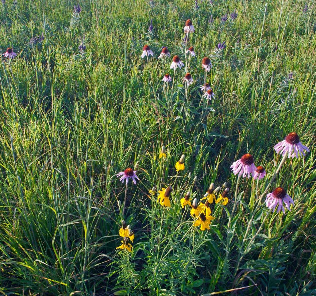 Shortgrass Prairie Mix including long-headed coneflower and purple coneflower in native tallgrass prairie (Ratabida columnifera and Echinacea angustifolia)