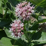 Showy Milkweed (Asclepias speciosa)