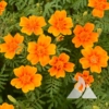 Signet Marigold 'Starfire Mix' (Tagetes tenuifolia)