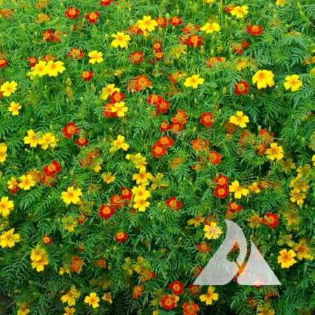 Signet Marigold 'Starfire Mix' (Tagetes tenuifolia)