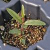 Slender Mountain Mint (Pycnanthemum tenuifolium)