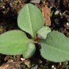 Aster, Smooth (Aster laevis)