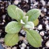 Snow-in-Summer (Cerastium biebersteinii)