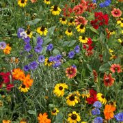 Southeast Wildflower Seed Mix