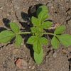 Spider Plant (Cleome hassleriana)