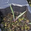 Spiderwort, Ohio (Tradescantia ohiensis)