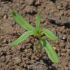 Spurred Snapdragon 'Northern Lights' (Linaria maroccana)