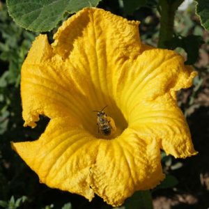 Squash Bee on Pumpkin Flower