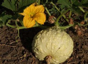 Squash Crop