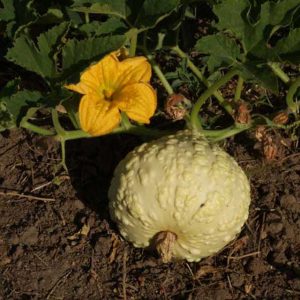 Squash Crop