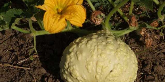 Squash Crop