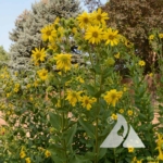 Starry Rosinweed (Silphium asteriscus)