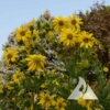 Starry Rosinweed (Silphium asteriscus)