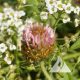 Strawberry-Clover-Trifolium-fragiferum