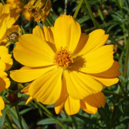 Sulphur Cosmos Crest Gold (Cosmos sulphureus)