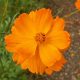 Sulphur Cosmos 'Crest Orange' (Cosmos sulphureus)