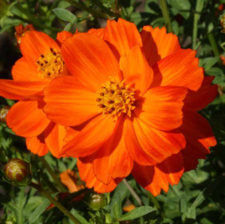 Sulphur Cosmos 'Crest Red' (Cosmos sulphureus)