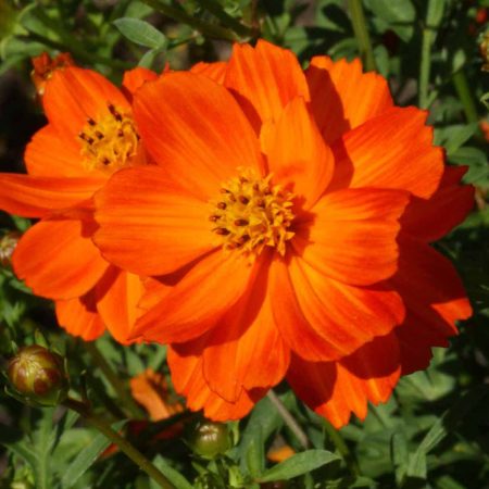 Sulphur Cosmos 'Crest Red' (Cosmos sulphureus)