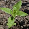 Sunflower (Helianthus annuus)